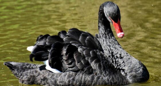 Black Swan Portfolio