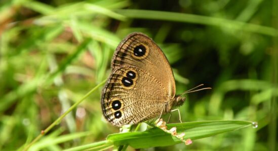 Golden Butterfly Portfolio