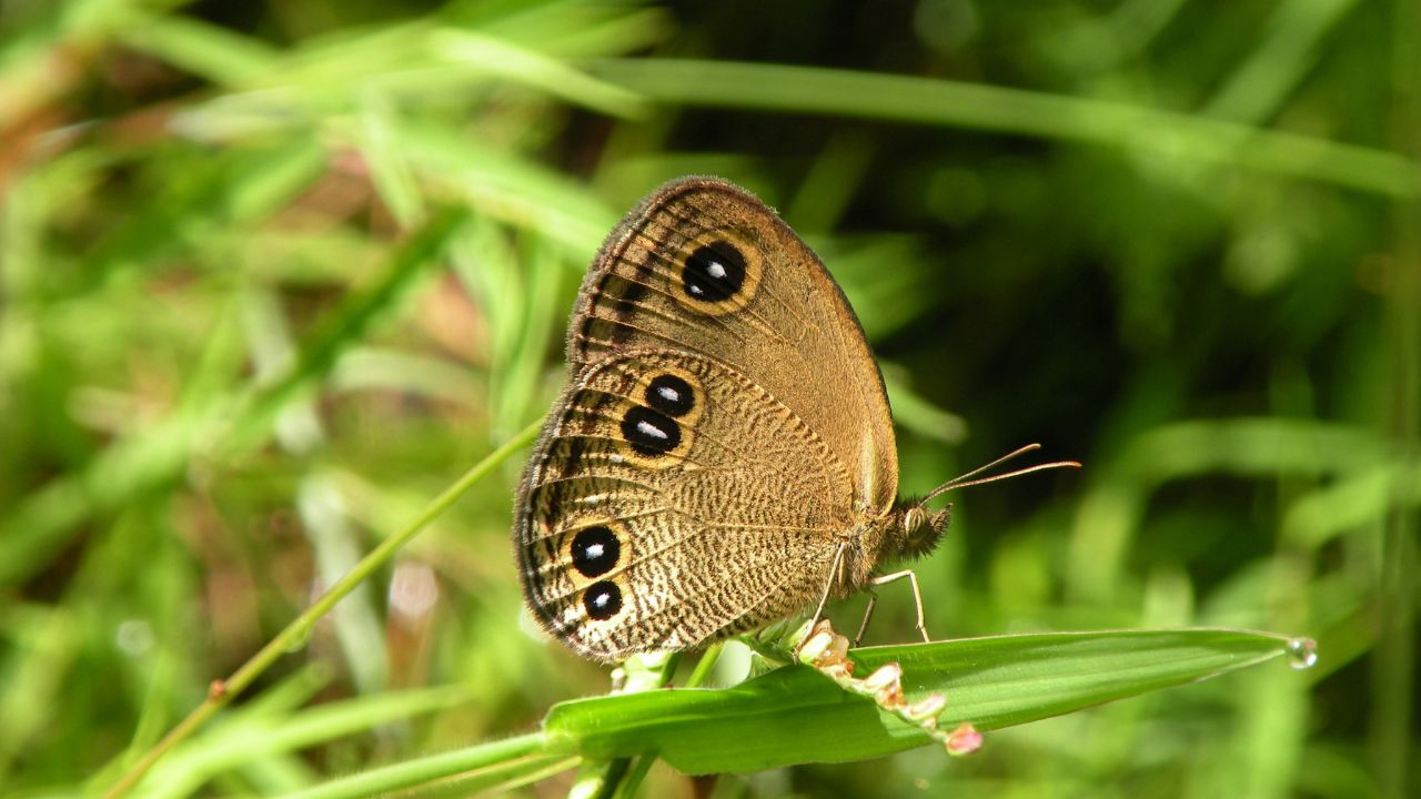 Golden Butterfly Portfolio